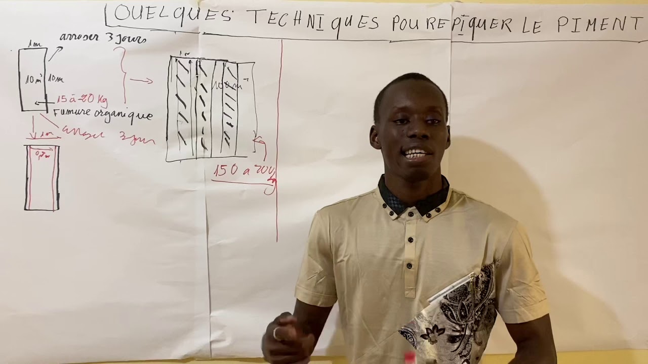 N 8: « Les conseils de Souleymane Agne », comment repiquer le piment?