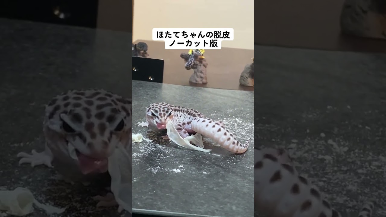 【脱皮】うちの子が脱皮しております【レオパ】 #爬虫類のいる生活  #レオパードゲッコー  #leopardgecko #脱皮