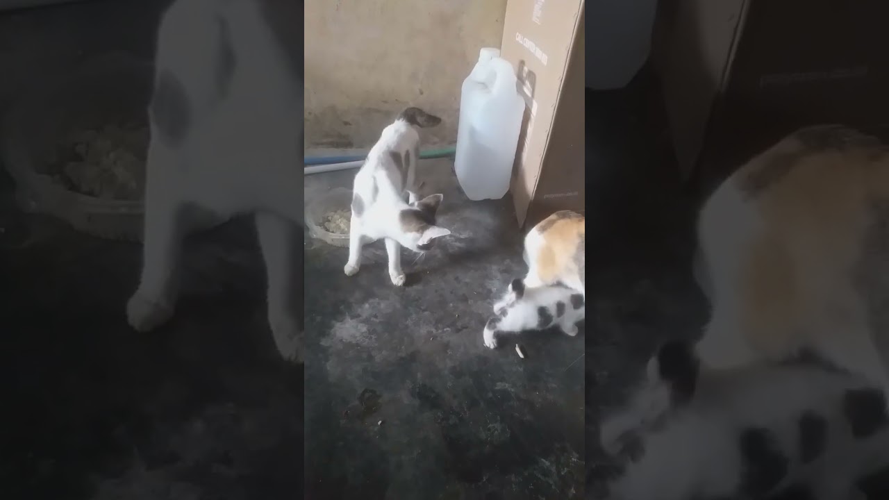 Si meong karo adik e...