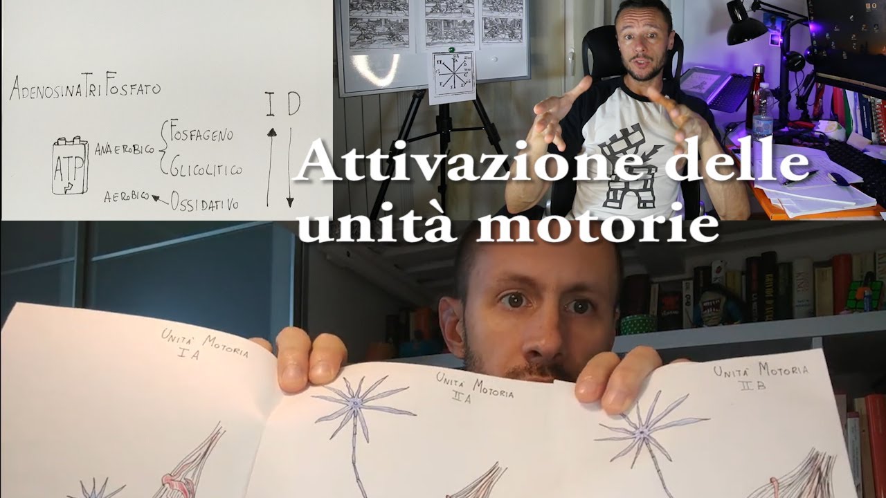 Attivazione delle unità motorie