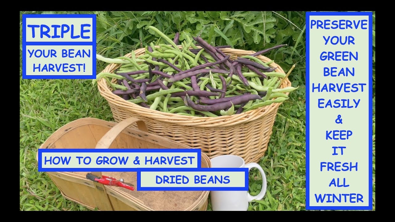 HOW to TRIPLE your BEAN HARVEST for GREEN & DRIED beans. BEST EASIEST way to PRESERVE green beans