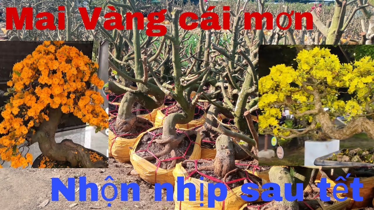 🌲🌲🌲Chợ 🌼mai 🌼cái mơn sau tết nhộn nhịp giá vài trăm lên đến vài triệu tùy khích thướt 