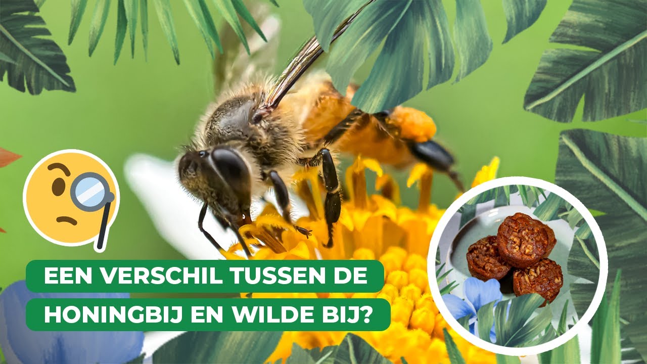 Daar ben ik BIJ! De wilde bij als inspiratie voor een heerlijke fruitmuffin | Keuken Blijdorp 🍯🐝