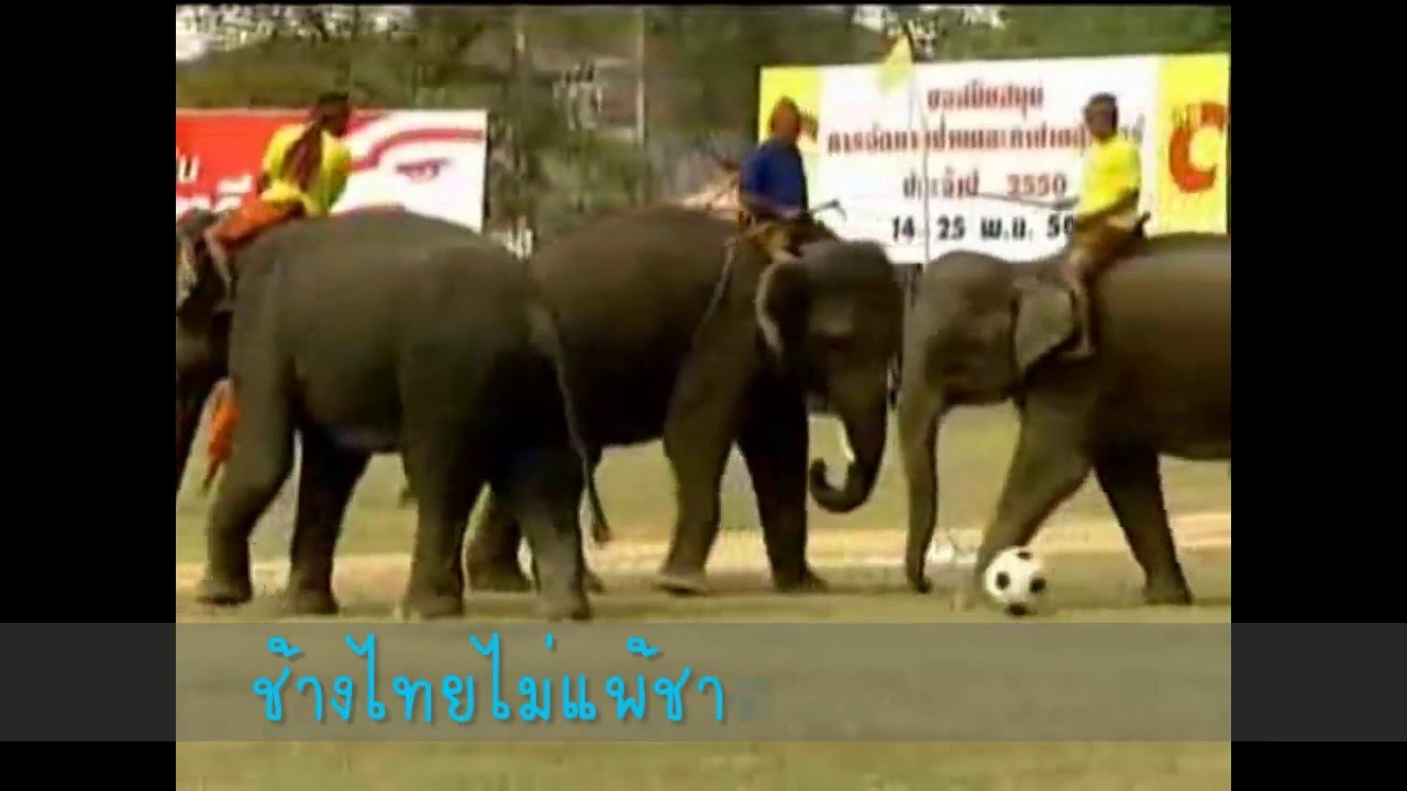 ช้างไทย2
