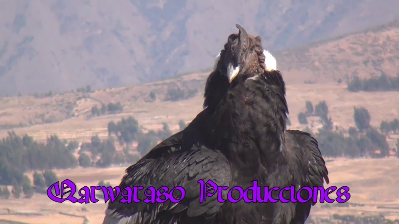 VUELO MISTICO DEL MAJESTUOSO  CONDOR  CHUKALLA QUEROBAMBA