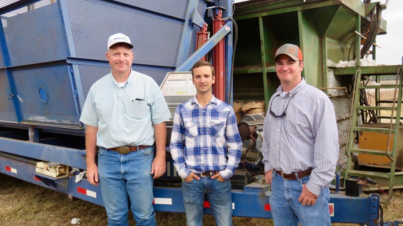 Nematicide Trial Cotton Harvest at Forrester Farms