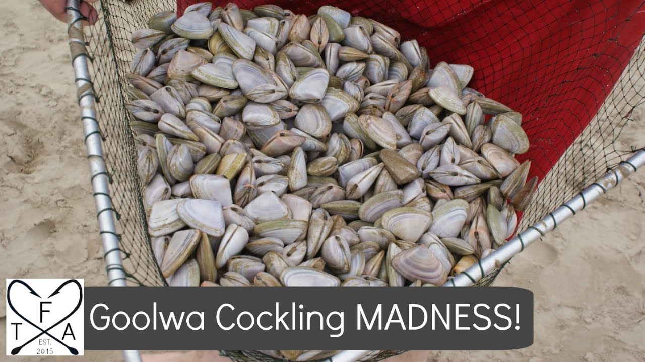 Goolwa Cockling MADNESS!