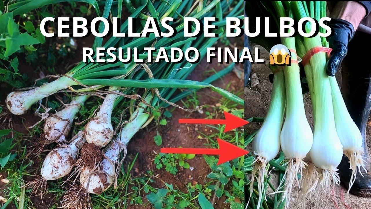 CEBOLLAS DE BULBO: RESULTADOS