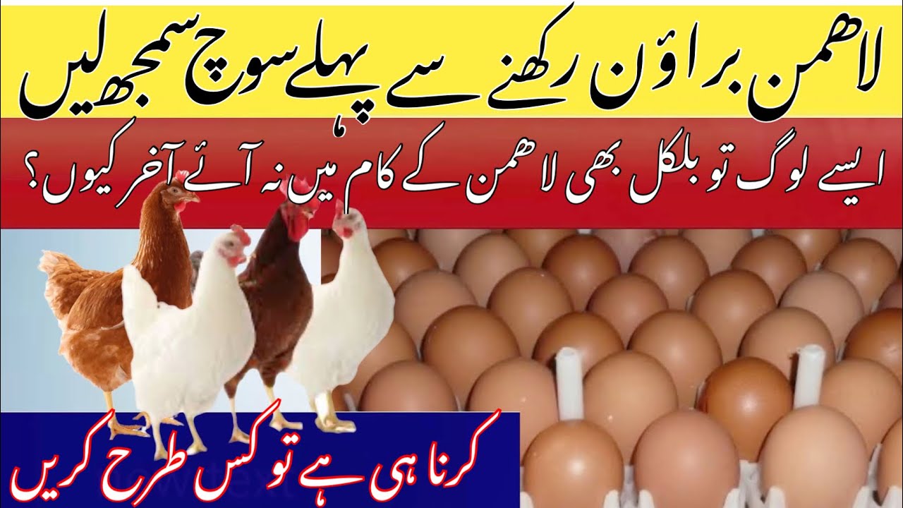 Lohmann Brown Farming in Pakistan