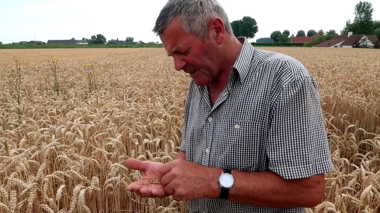 VAN GRAAN TOT BROOD l Handpikken van tarwe