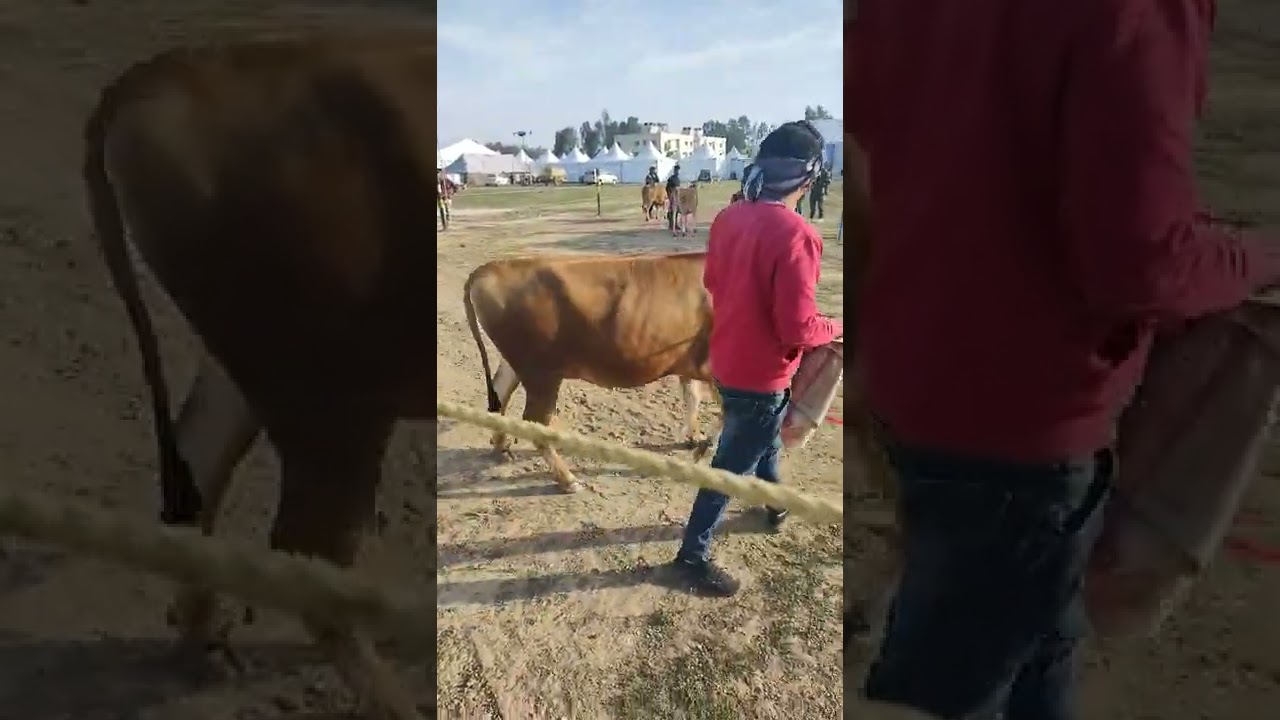 DFA KURUKSHETRA Top Jersy Cow @FarmerAdvisor