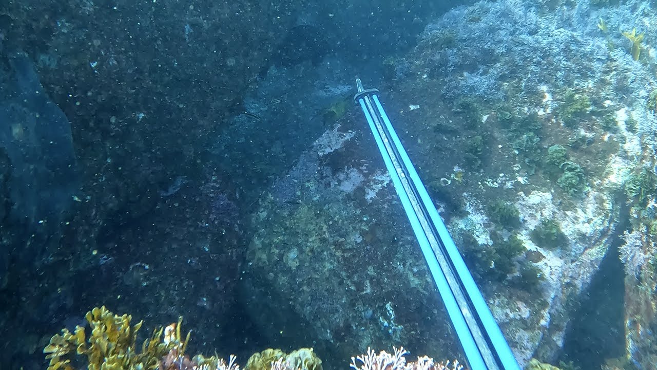 Winter spearfishing for drummer in Sydney - Bugsy Fishing Episode 45 in 4K