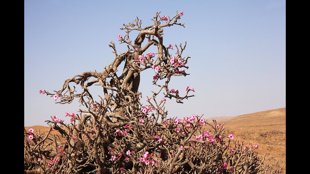 Os 5 segredos do cultivo da rosa-do-deserto