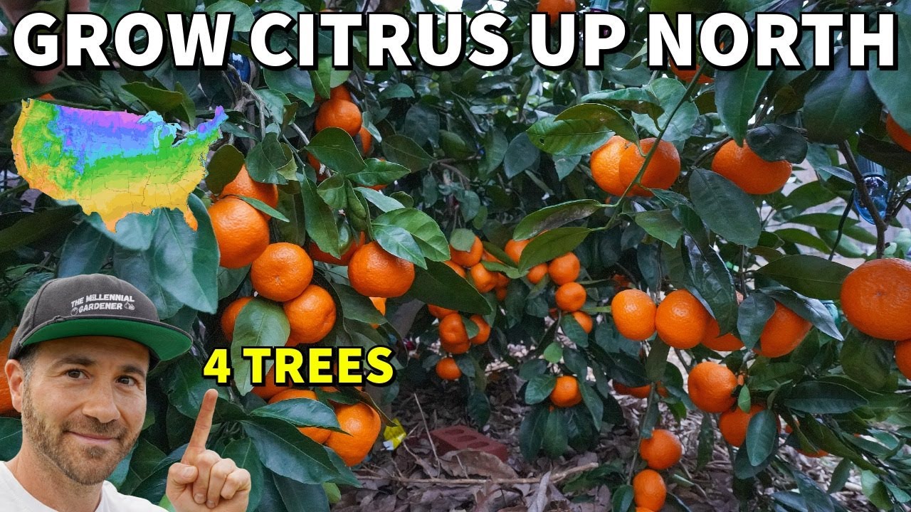 4 CITRUS TREES Northern Gardeners Can Actually Grow!