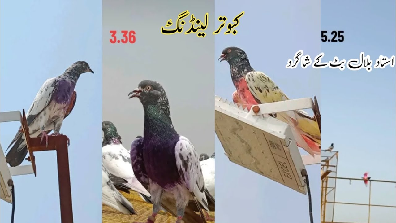 Kabootar landing high temperature  live kabootar bazi