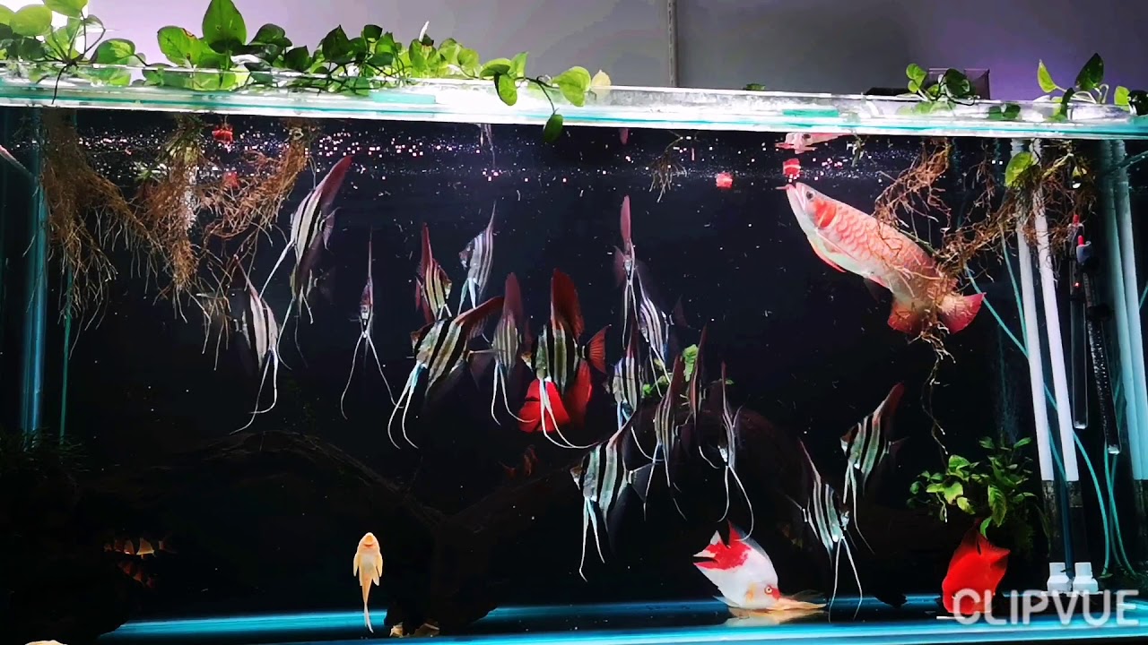 Altum Angel Fish 2019~ 180 tank