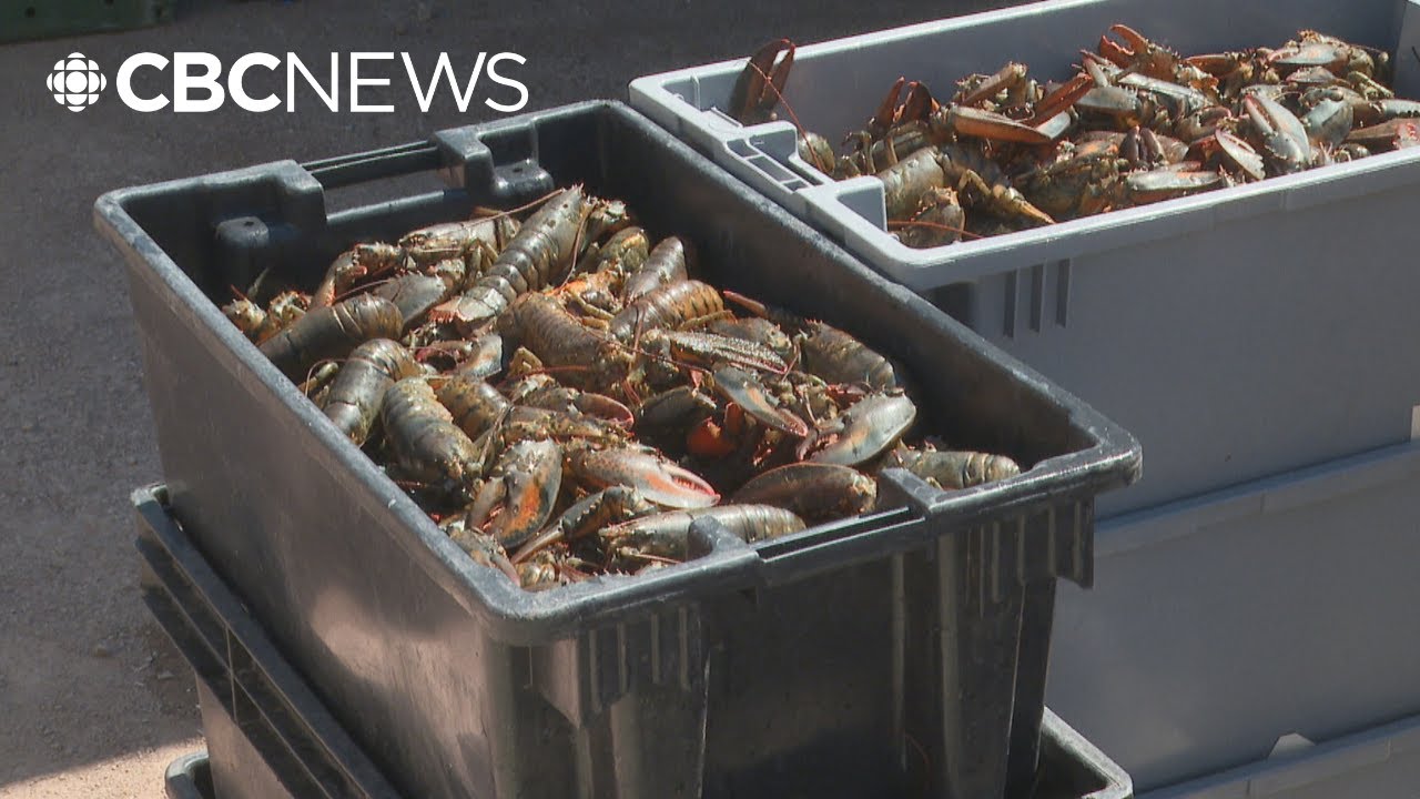 Here's what P.E.I. lobster fishers think about Canada's new deal with China