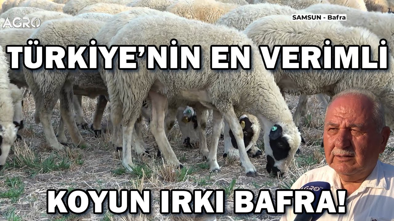 Bir Kuzu Ona, Bir Kuzu Sana! Türkiye'nin En Verimli Koyunu Bafra Irkı! / Gündem Sektör