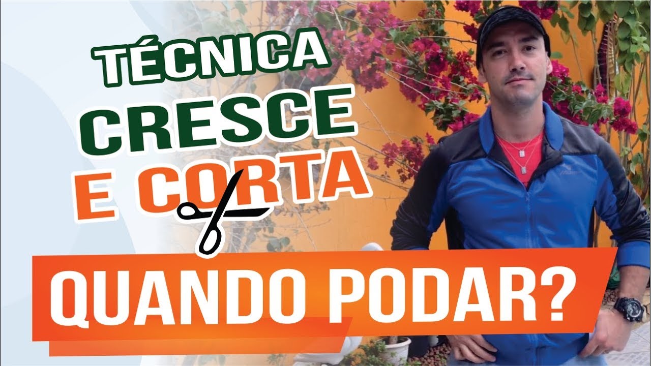TÉCNICA CRESCE E CORTA | QUANDO PODAR | ABC DO BONSAI RESPONDE
