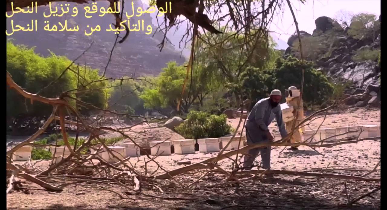 تجهيز مناحل الجربوع للعسل مراعي سدر الجنوب 2015/10