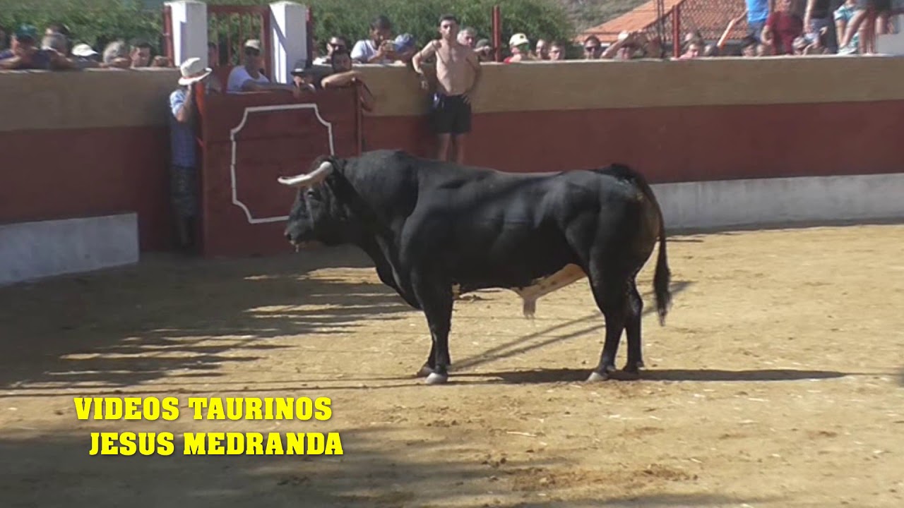 Encierro Campo Aranzueque 2019 (Salida)