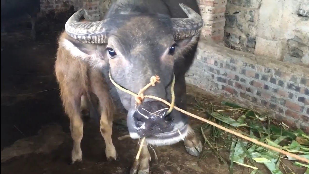 Mua Trâu vào bản vùng cao . Cách cho trâu lên xe ô tô