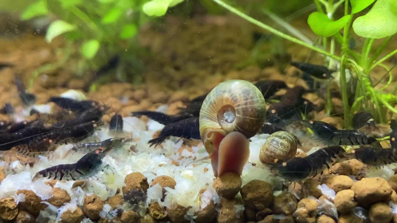 Hanging out in my Shrimp Room with OEBT and a new addition!