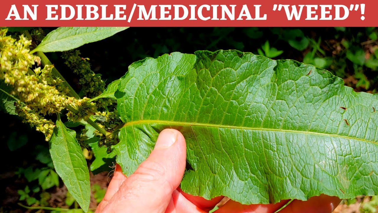 Since 500 BC, an Edible and Medicinal 