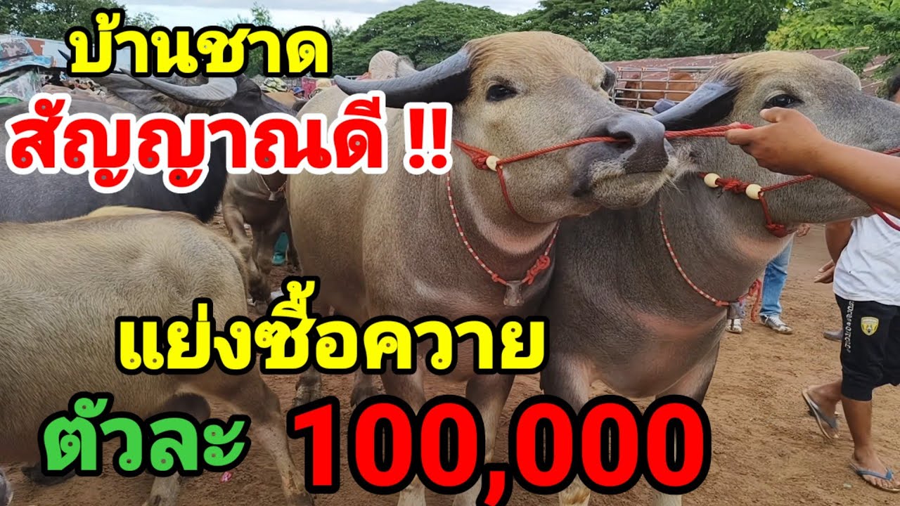18 ส.ค.68 ตลาดบ้านชาด ความต้องการเวียดยังสูง อึ้ง!! คนแย่งซื้อ ควายงามหลักแสน