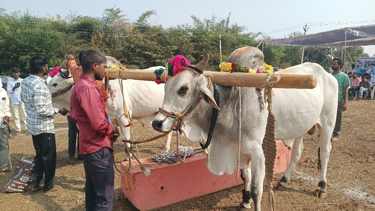 లింగరెడ్డిగూడ గ్రామపంచాయతీ సాయిరెడ్డి గూడ గ్రామంలో న్యూ కేటగిరి బండలాగుడు పోటీలు 5వ జత