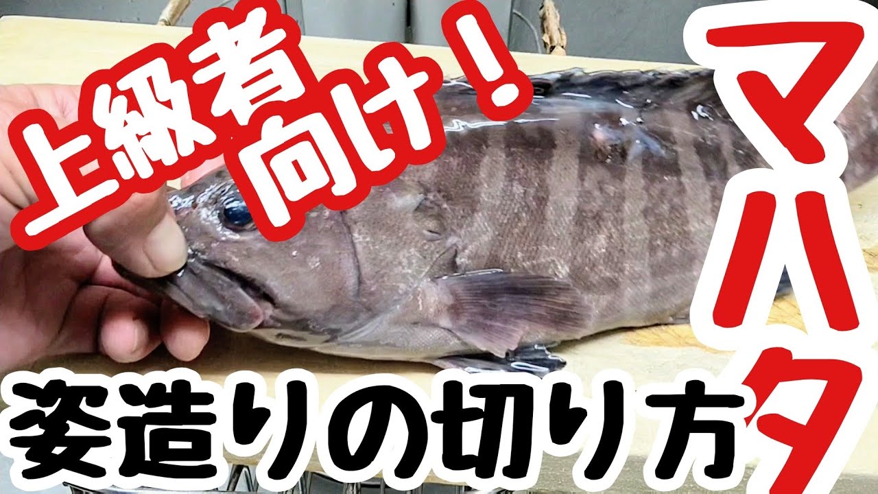 【ハタ】マハタのさばき方　実は簡単！姿造りの切り方