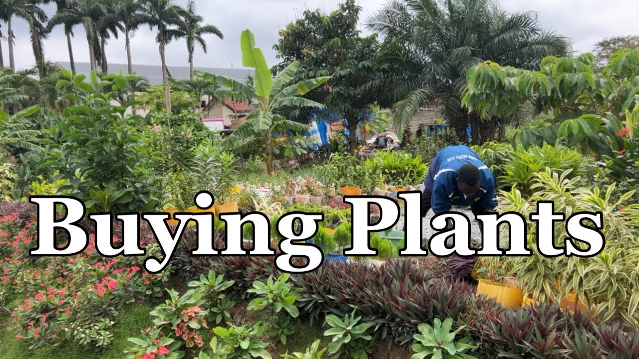 Buying Plants For My House Part 2 || Building A House In Ghana || Episode 50