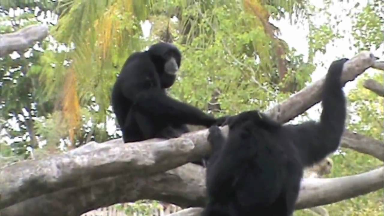 Monkeys Goin' Crazy