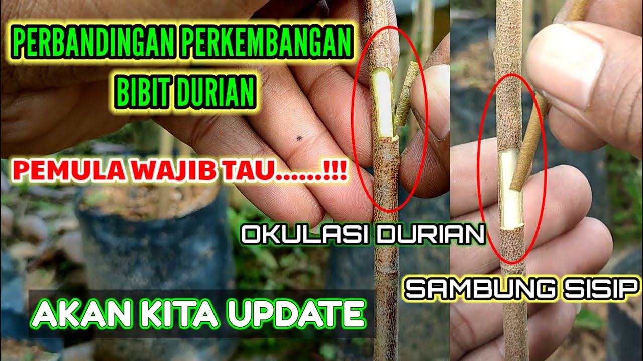 PERBANDINGAN ANTARA OKULASI DURIAN DAN SAMBUNG SISIP DURIAN