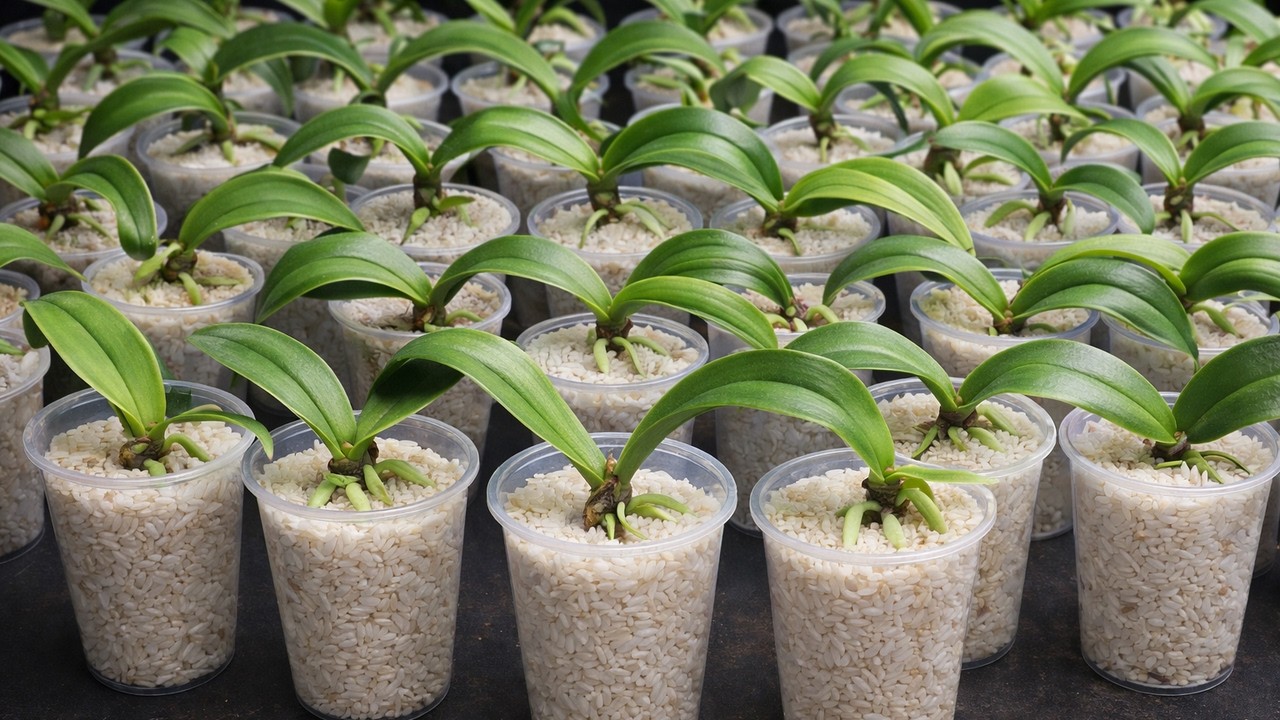 A method to quickly revive dying orchids using just one cup of rice.