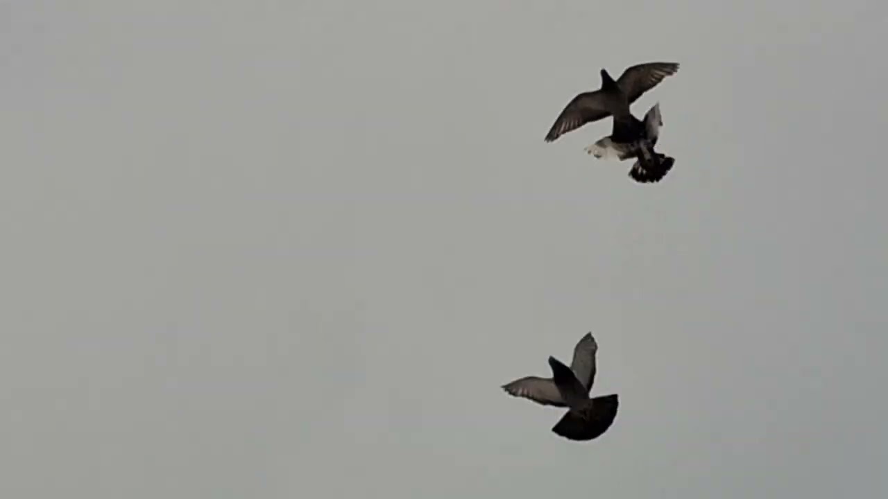 Palomas buchon mis razas en vuelo y disfrutando delos aletazos quedan y el celo