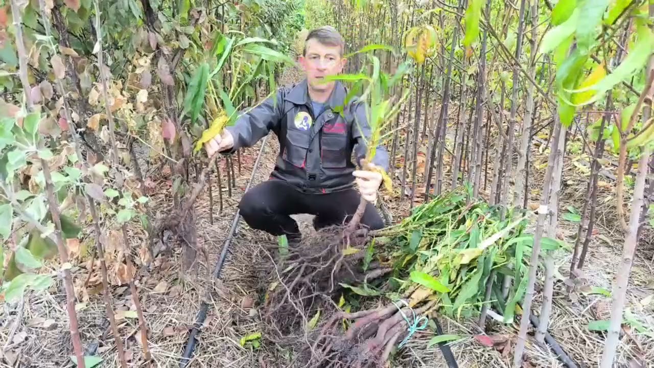 Карликовый персик с богатым урожаем