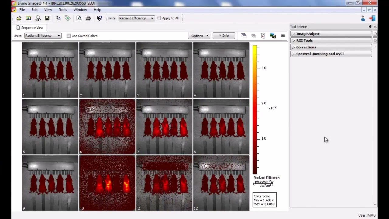 In Vivo FLI - Part 2: Spectral Unmixing