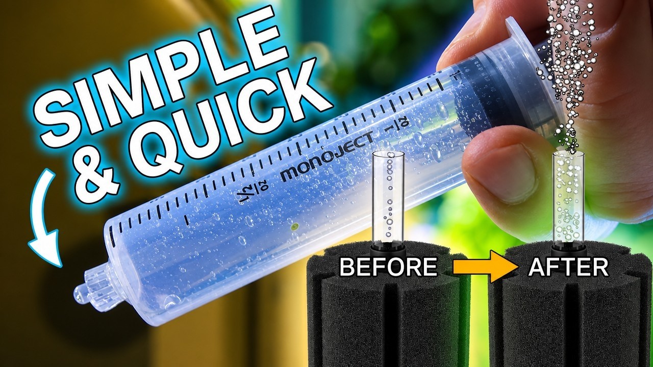 Unclog Your Sponge Filter (Tutorial)