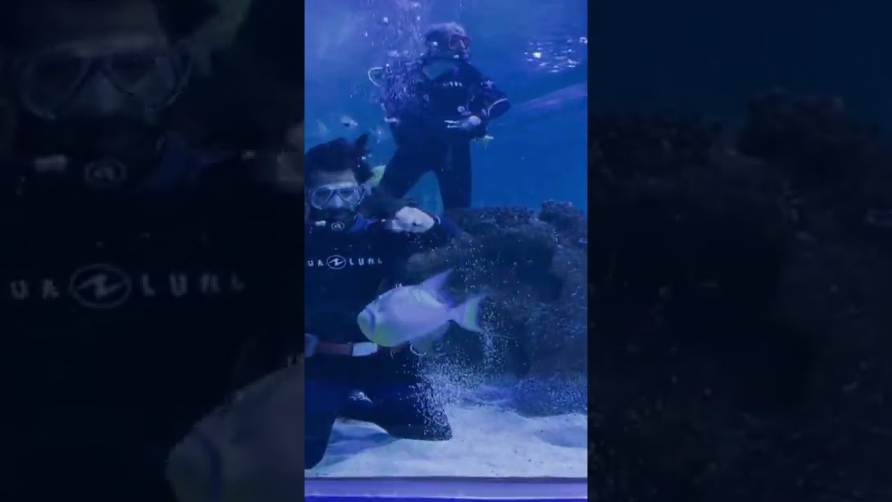 Shark Dive @ Blue Planet Aquarium - Ellesmere port