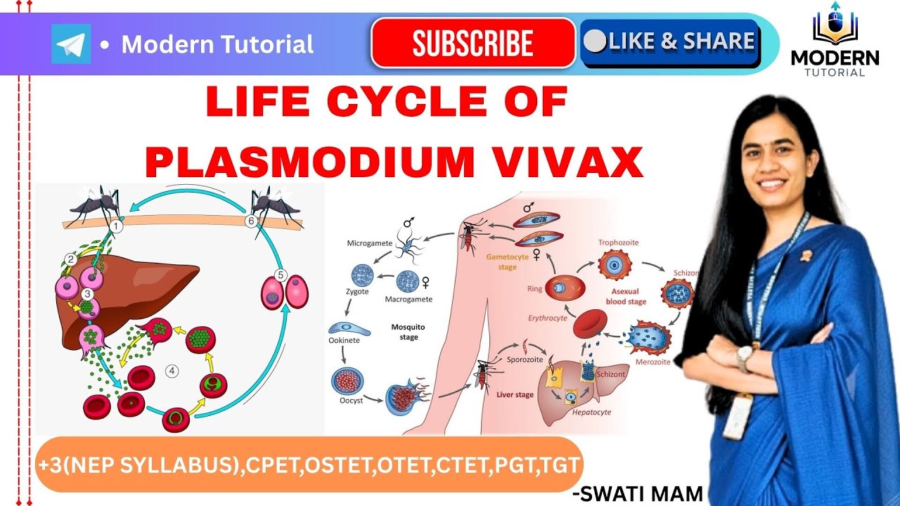 🎯CLASS-3 || LIFECYCLE OF PLASMODIUM VIVAX || ZOOLOGY || MAJOR-1 || PAPER-1 ||