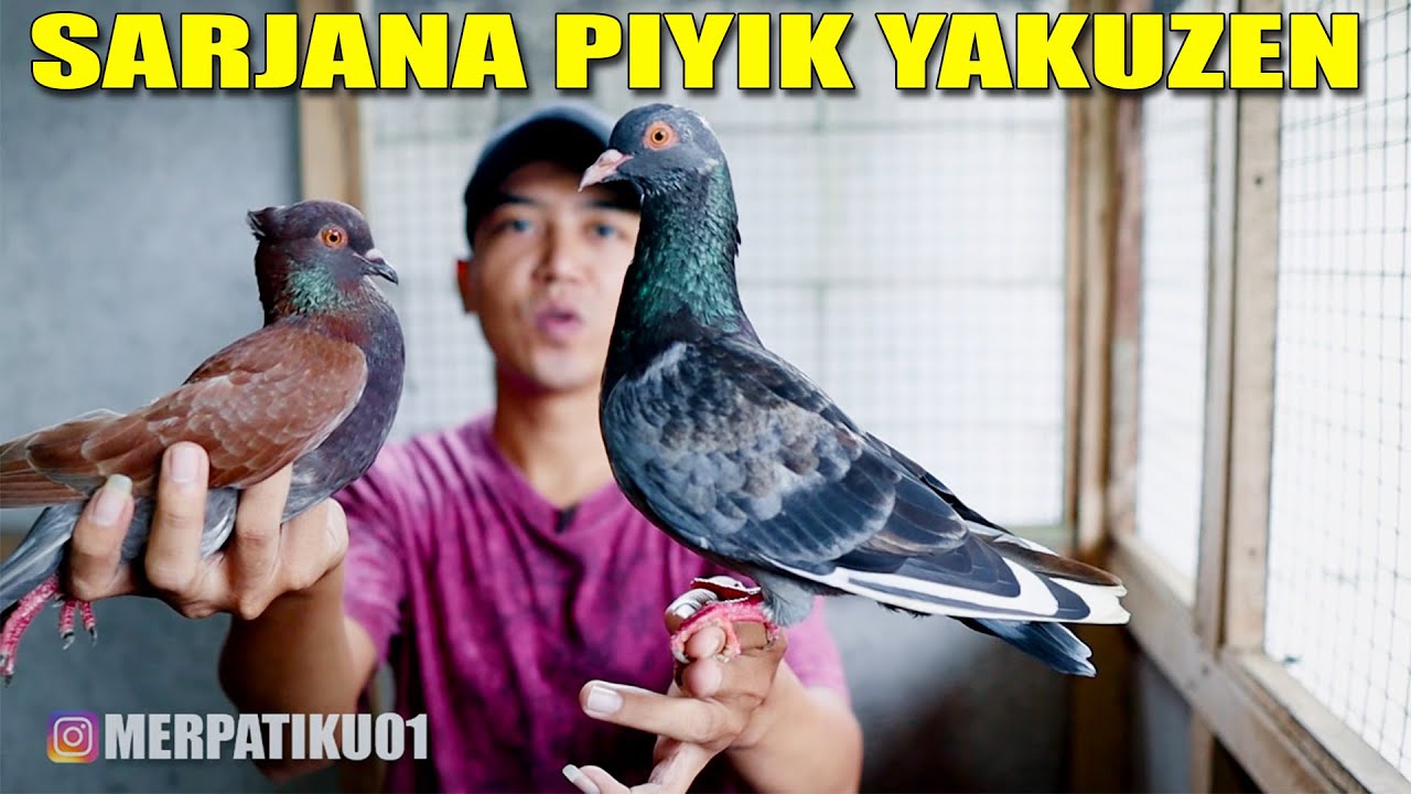 REVIEW SARJANA MERPATI PIYIKAN YAKUZEN