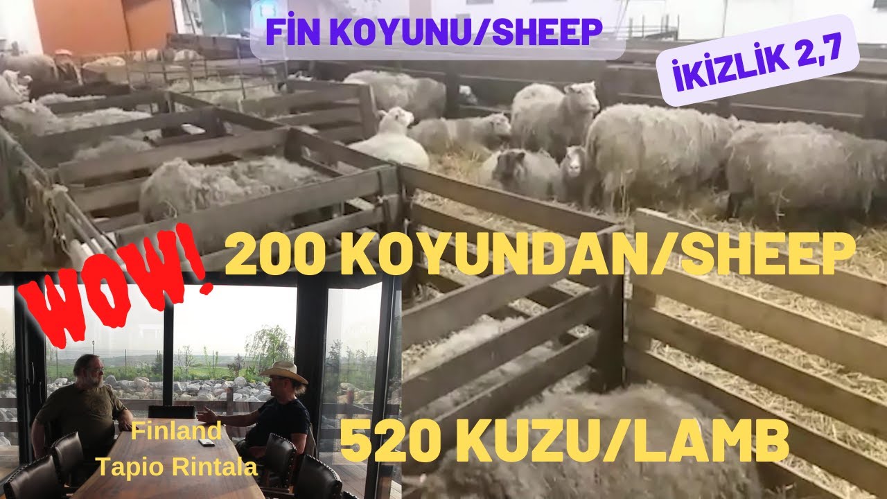 200 KOYUNDAN 520 KUZU | İNANILMAZ FİN KOYUNU | FİNLANDİYA'LI DOSTUMDAN DİNLEDİK