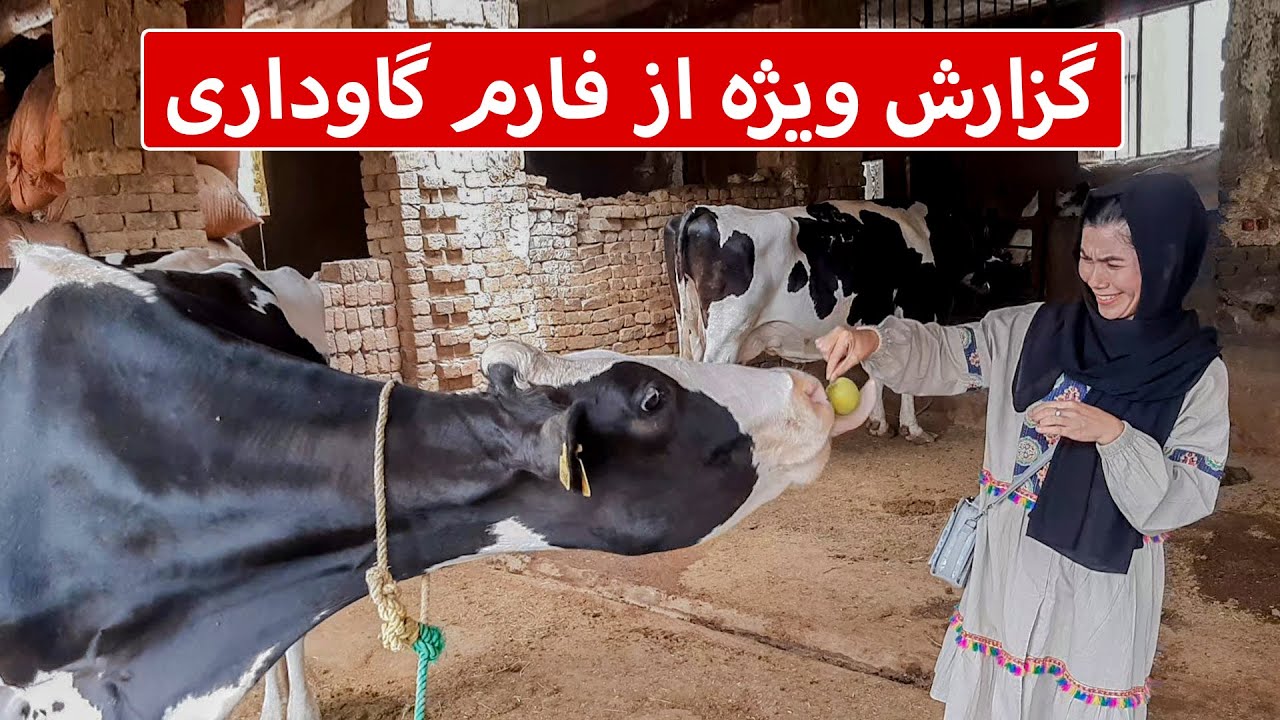 گزارش کامل از فارم گاو داری :گاو ها از کدام کشور با چی مقدار هزینه وارید می شود