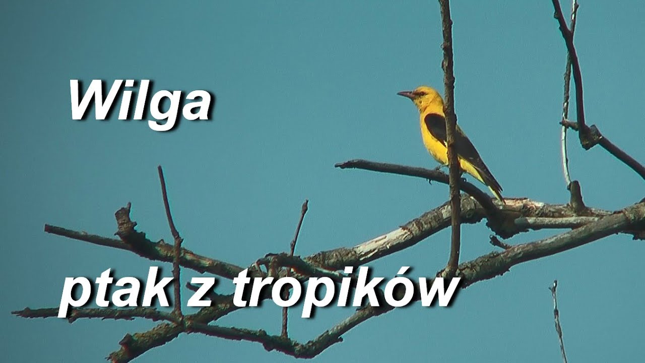 Wilga Oriolus oriolus - ptak z tropików