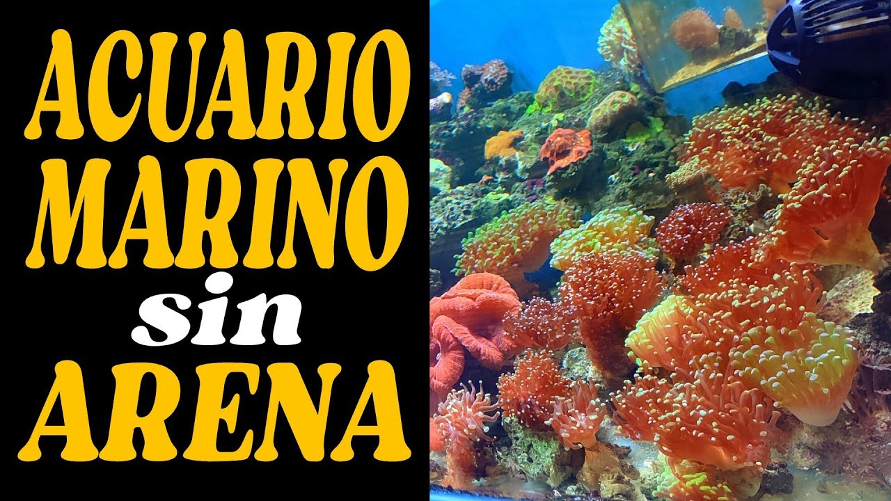 acuario marino sin arena