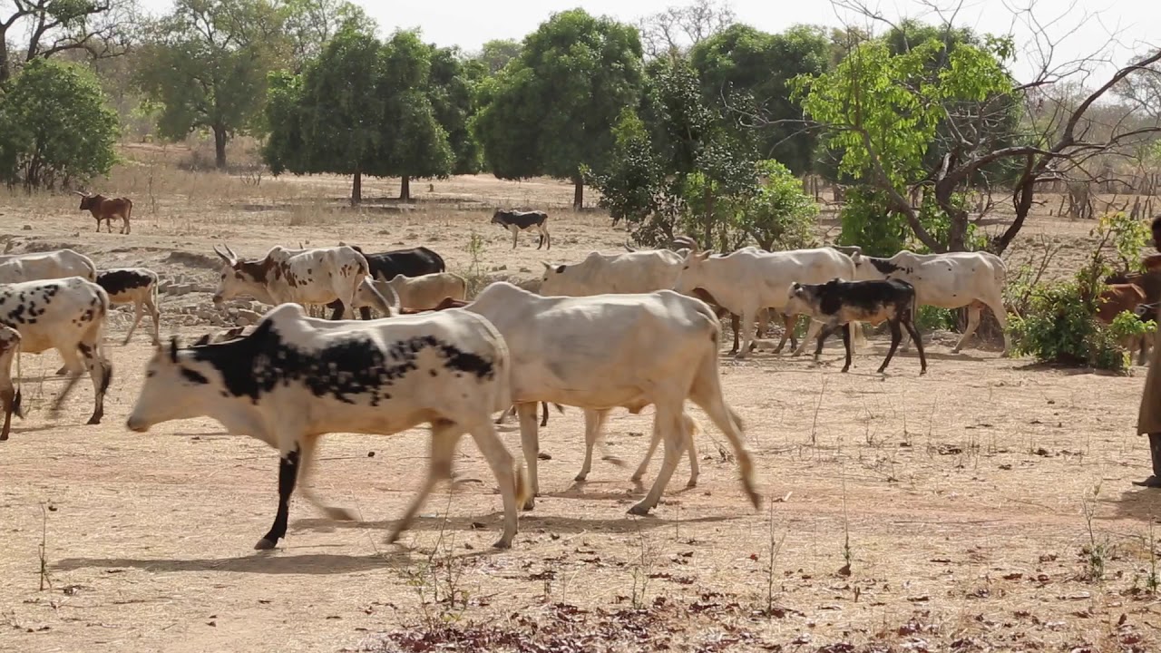 Mali Oure Cow Farmers / Mali Oure Eleveurs de vaches