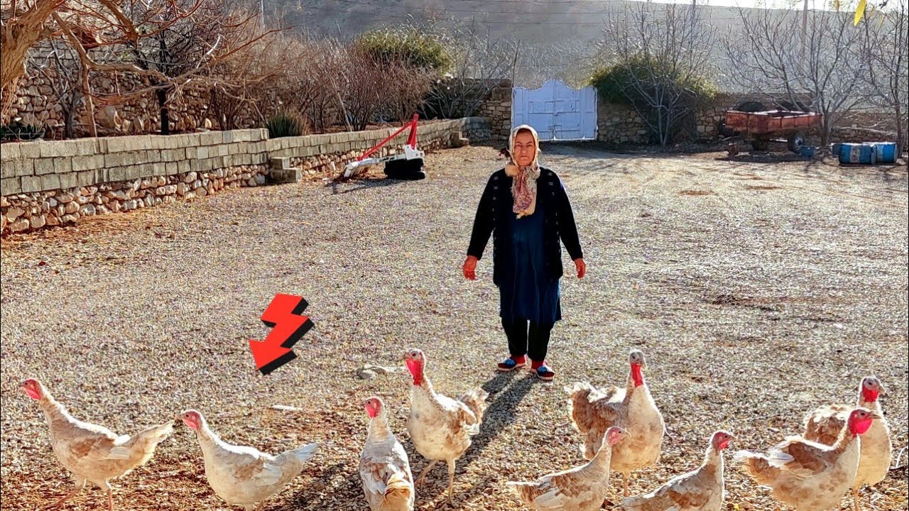 Morning Routine on the Farm: Waking Up the Chickens & Feeding Time🐔🪿🪿🪿🦢🪿🪿🪿🪿🪿🪿🐓