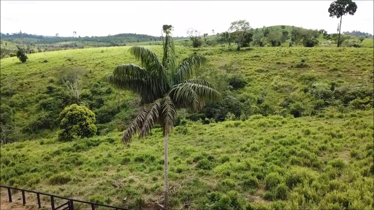 Fazenda Morro Grande-PA