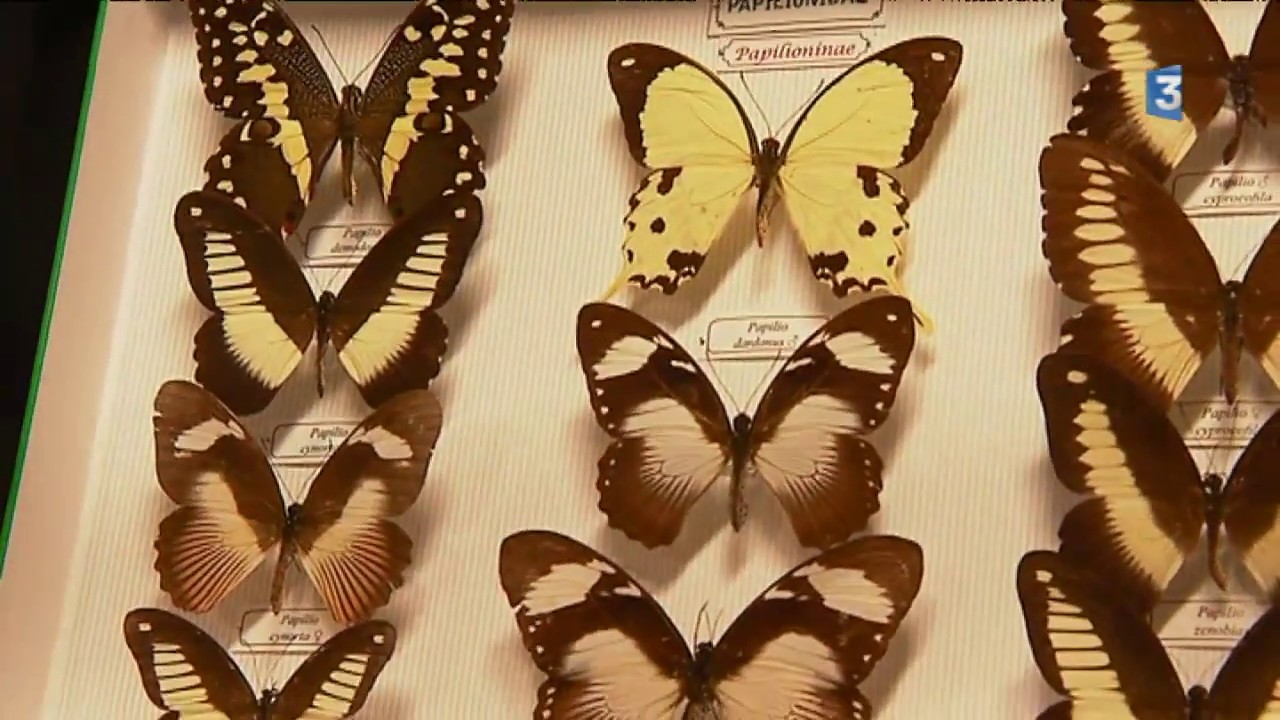 Collection de papillons à Bordeaux